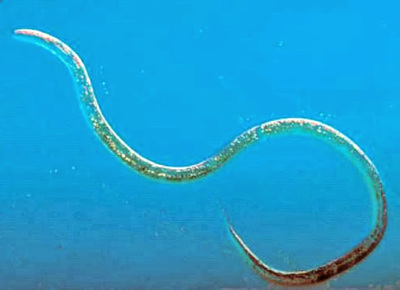 nematoda phylum